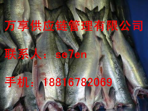 广州三文鱼进口清关代理
